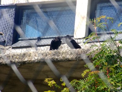 Corvus corax in Korkeasaari photo