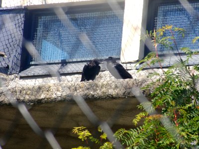 Corvus corax in Korkeasaari