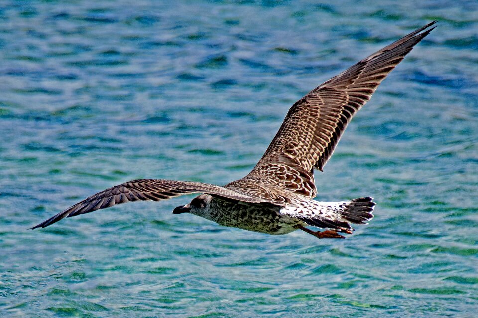 Canary islands la graciosa young animal