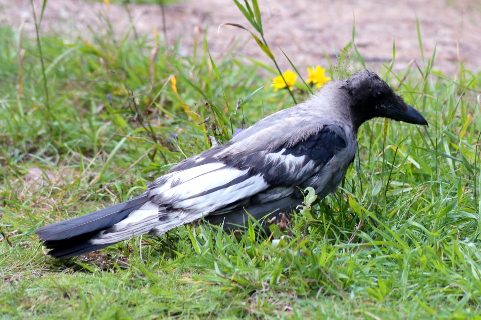 Corvus cornix Oulu 20200804 02