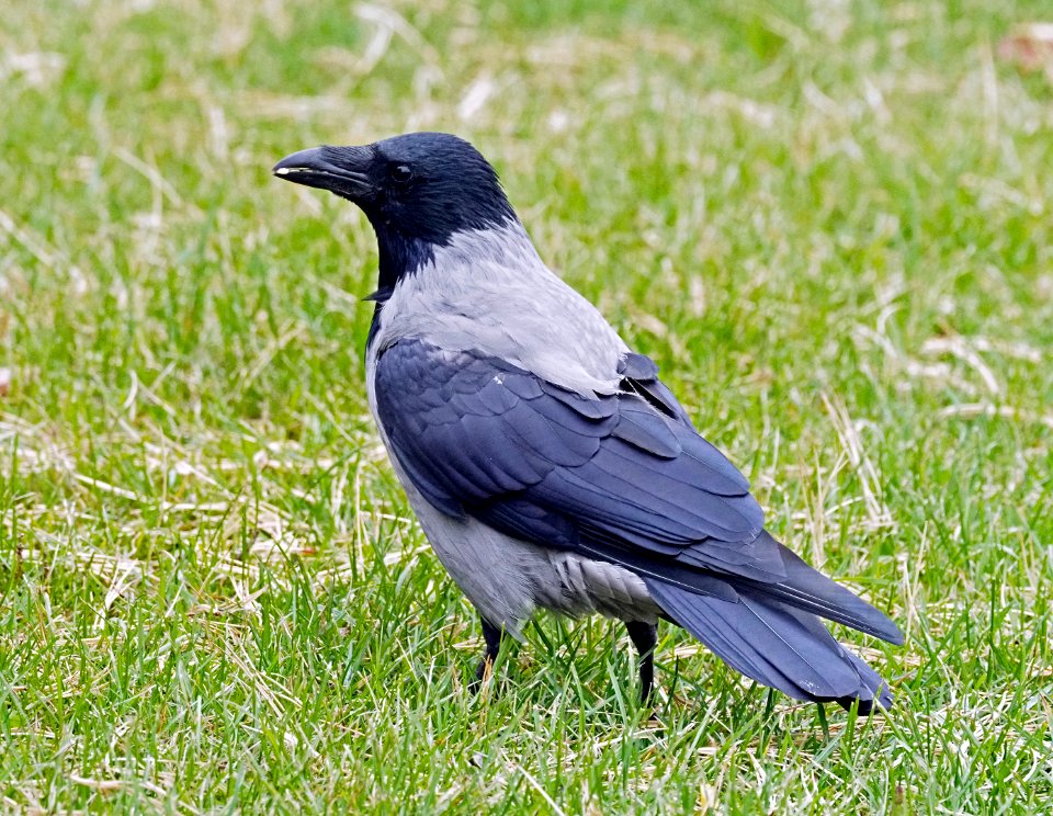 Corvus corone Oulu Finland 2020-09-20
