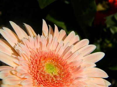 Flower garden plant pink flower