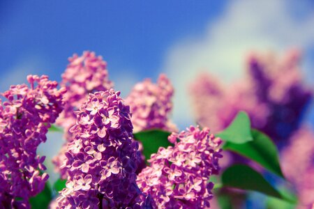 Nature spring health