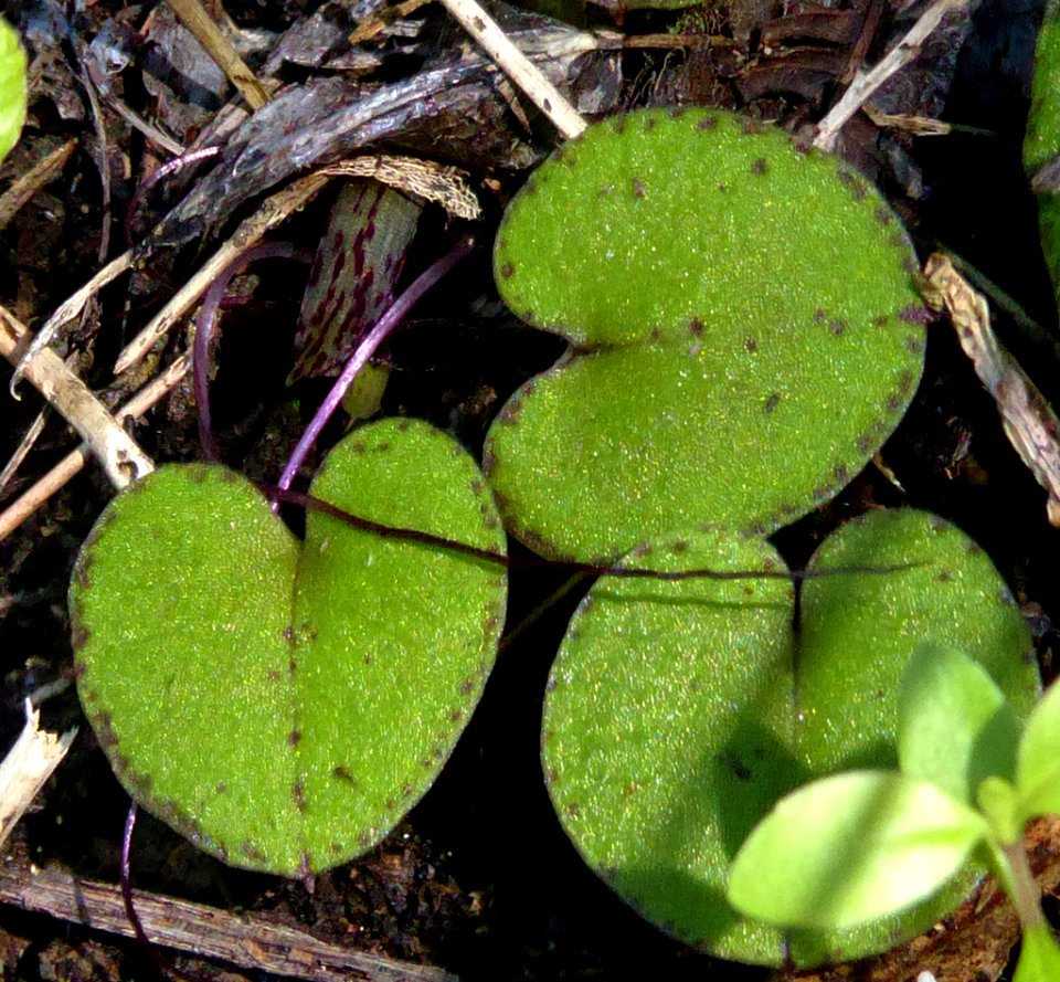 Corybas macranthus 01 by Peter de Lange