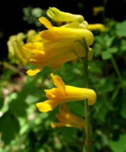 Corydalis ophiocarpa