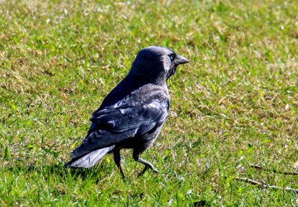 Corvus monedula Oulu Finland 2016-05-09