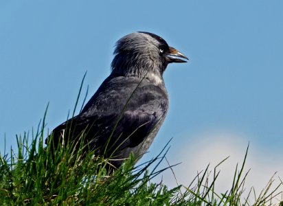 Corvus monedula Oulu Finland 2020-05-26