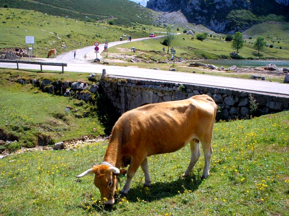 Covadonga - Entorno de los Lagos 04