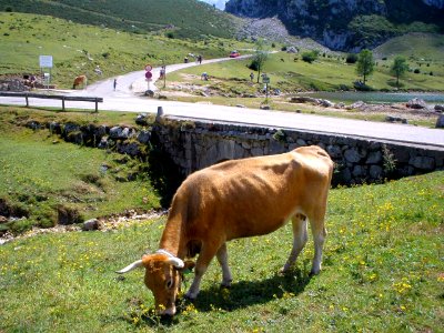 Covadonga - Entorno de los Lagos 04