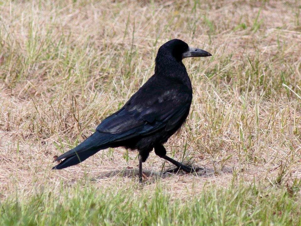 Corvus frugilegus Liminka 20200726