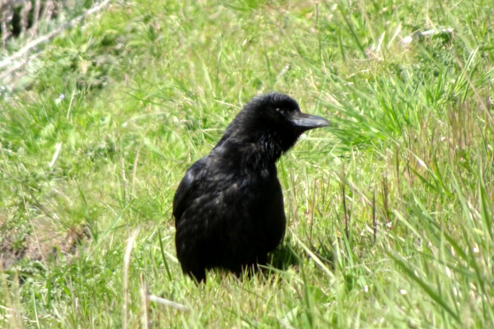 Corvus corone 123417694