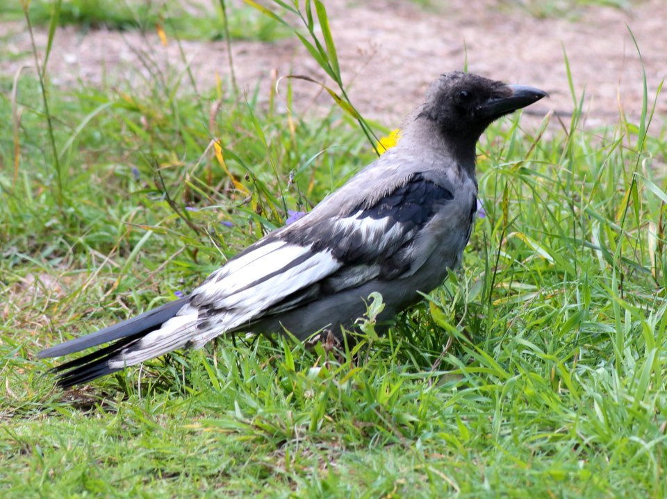 Corvus cornix Oulu 20200804 03