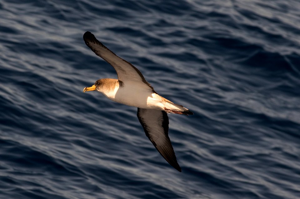 Cory's shearwater (Calonectris borealis)