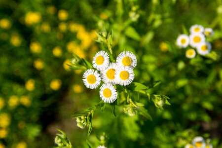 Flower white flower chrysanthemum