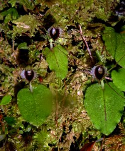 Corybas oblongus 02 by Peter de Lange