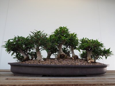 Green miniature garden