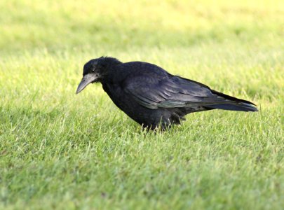 Corvus Frugilegus Oulu 20100905