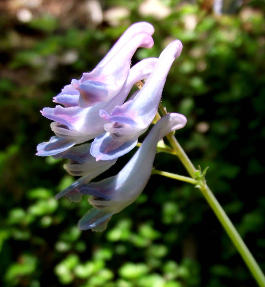 Corydalis linstowiana