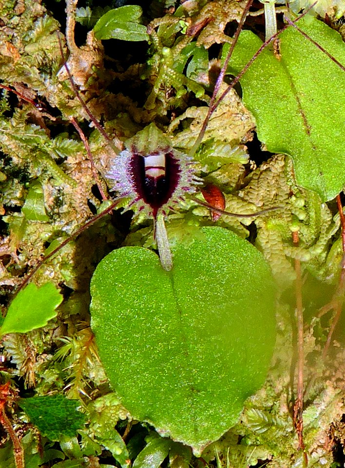 Corybas oblongus 02 by Peter de Lange - cropped
