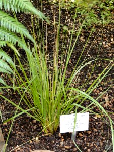 Cortaderia richardii - Palmengarten Frankfurt - DSC01920