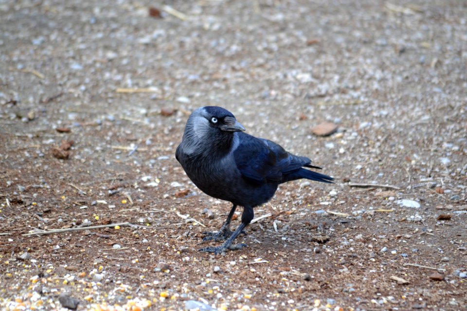Corvus monedula Haag