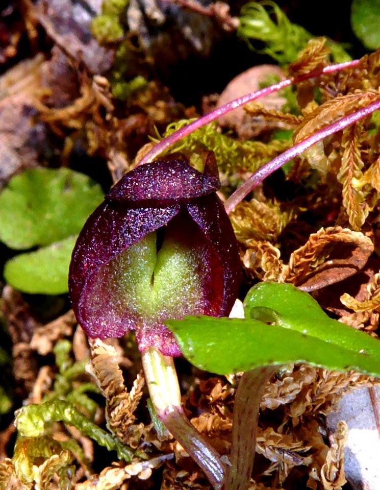 Corybas obscurus 01 by Peter de Lange