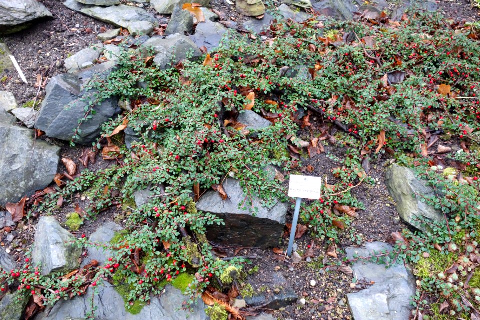 Cotoneaster cashmiriensis - Botanischer Garten, Dresden, Germany - DSC08942