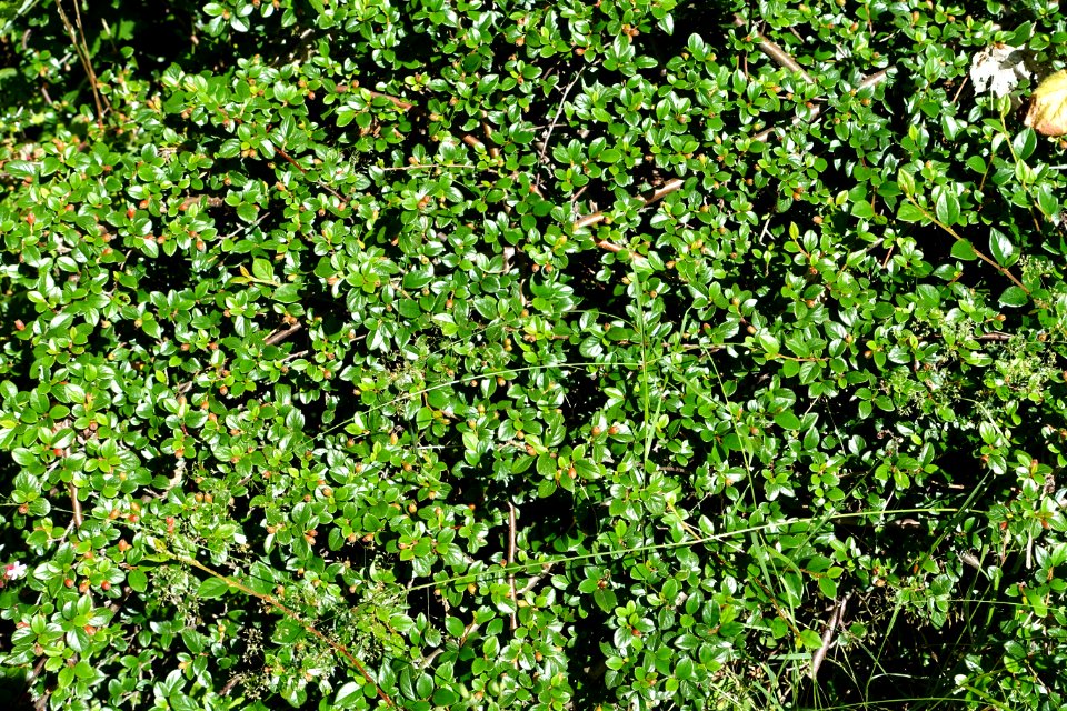 Cotoneaster nitidus var. parvifolius (Cotoneaster cavei) - UBC Botanical Garden - Vancouver, Canada - DSC07740