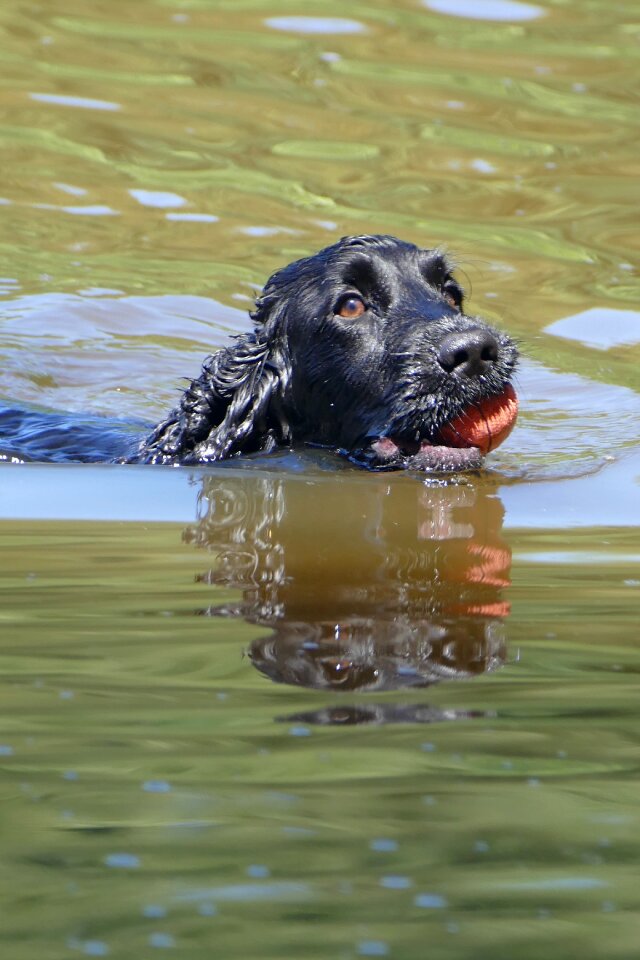 Ball swim sweet