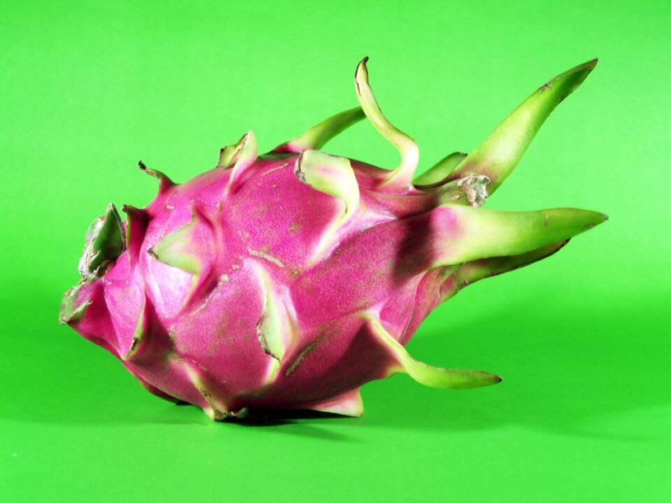 Isolated thailand succulent