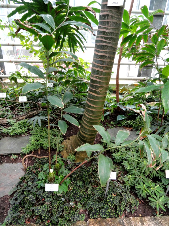 Costus curribi - Botanischer Garten Freiburg - DSC06304