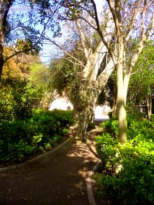Cortes - Parque Municipal 11