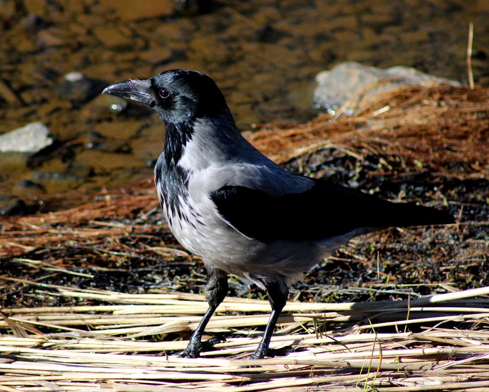Corvus cornix Oulu 20120506b