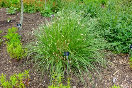 Cortaderia selloana 'Evita' - Hillier Gardens - Romsey, Hampshire, England - DSC04579