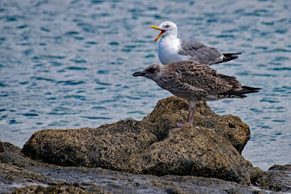 Canary islands la graciosa young animal