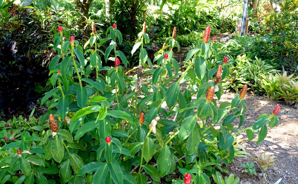 Costus woodsonii - Naples Botanical Garden - Naples, Florida - DSC00094