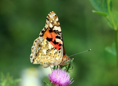 Winged field flying insects