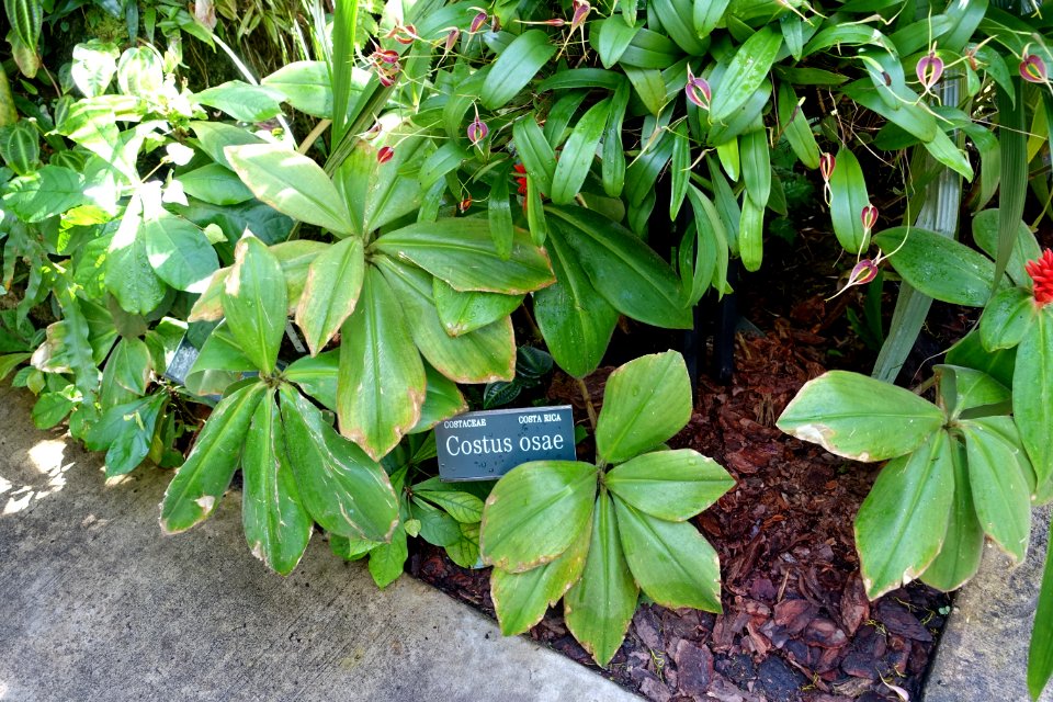 Costus osae - Marie Selby Botanical Gardens - Sarasota, Florida - DSC00978