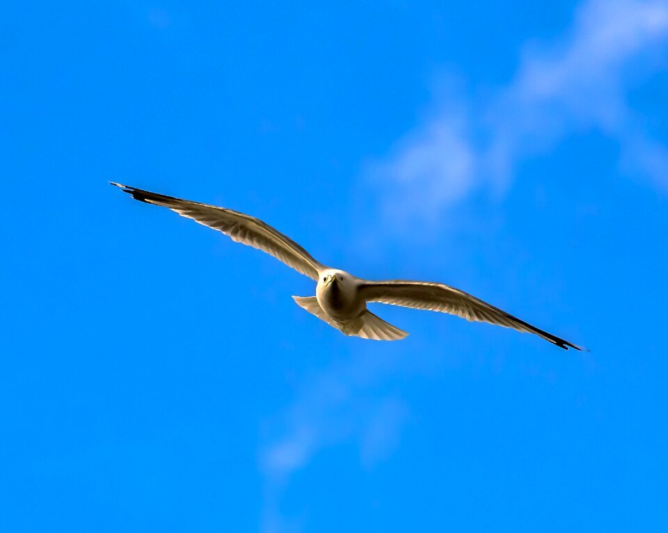 Water bird flying animal