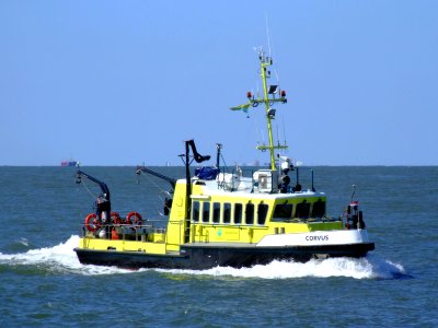 Corvus 1