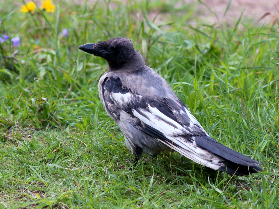 Corvus cornix Oulu 20200804 01