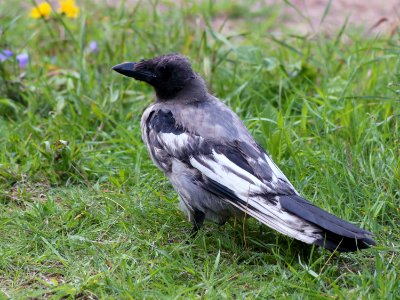 Corvus cornix Oulu 20200804 01