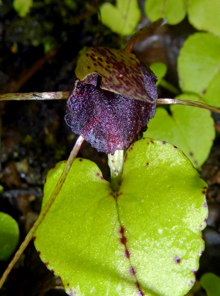 Corybas iridescens 01 by Peter de Lange