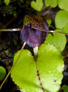 Corybas iridescens 01 by Peter de Lange