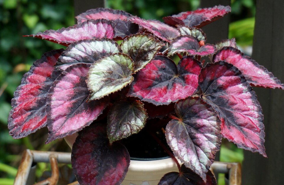 Potted plant houseplant plant
