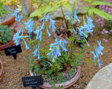 Corydalis curviflora - RHS Garden Harlow Carr - North Yorkshire, England - DSC01520
