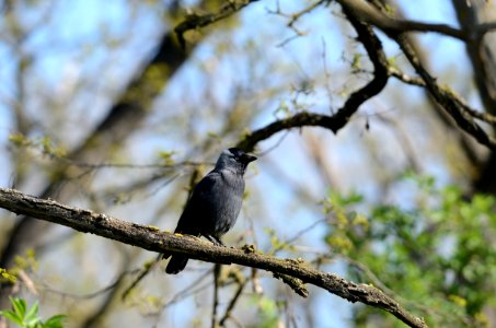 Corvus monedula 12