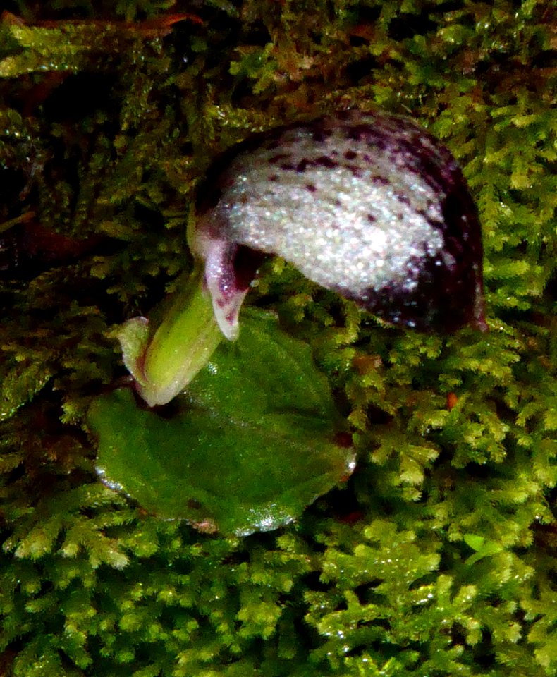 Corybas cheesemanii