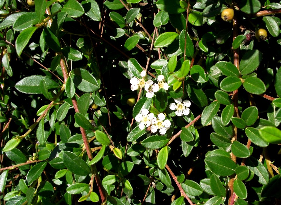 Cotoneaster lowfast