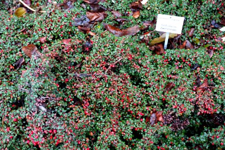 Cotoneaster congestus - Botanischer Garten, Dresden, Germany - DSC08950